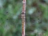 vážka obecná (Vážky), Sympetrum vulgatum, Anisoptera (Odonata)